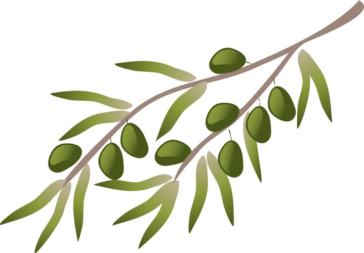 Olive Branch - Close-up Vector Image