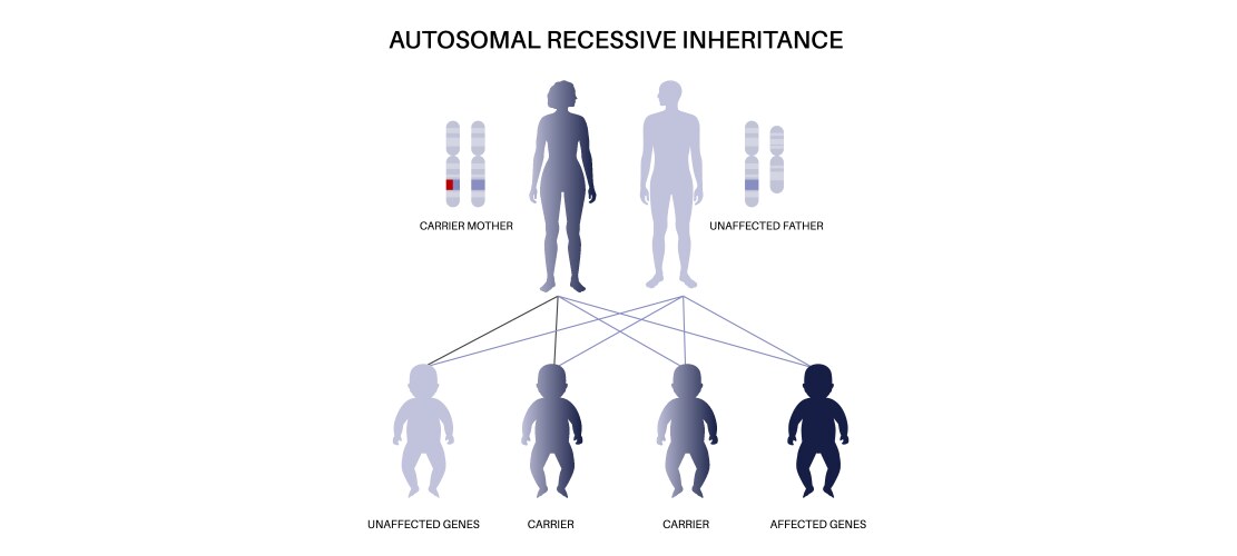 Dominant inheritance pattern vektorbild