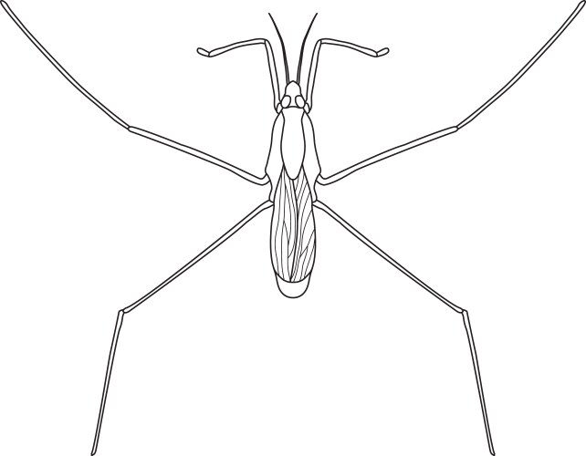 common water strider gerridae sketch vector image