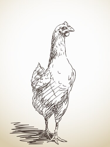 Hand Drawn Chicken Sketch Vector Image