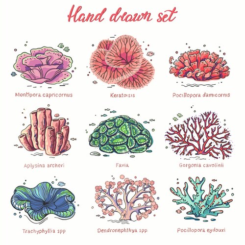 Hand drawn corals set Vector Image