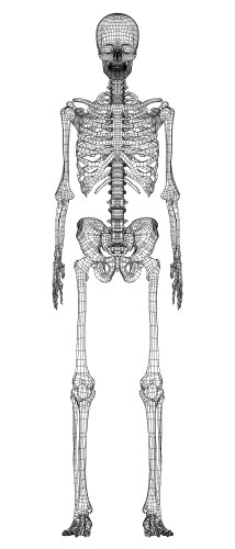 Human skeleton isolated on white Royalty Free Vector Image
