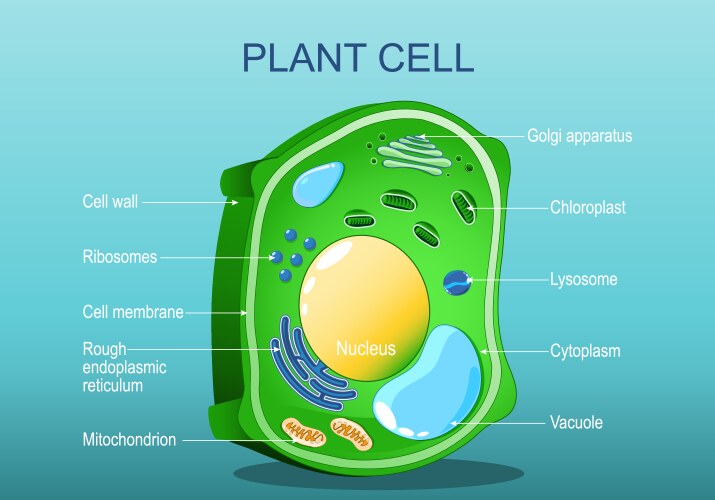 Plant cell structure vector image