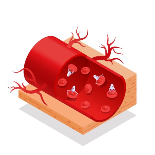 Blood cells set Royalty Free Vector Image - VectorStock