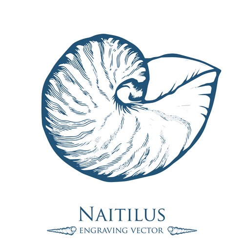 Detailed Seashell Drawing Vector Image