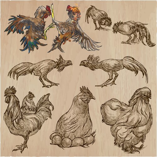 Farm Poultry Sketches - Rooster & Hen Vector Image