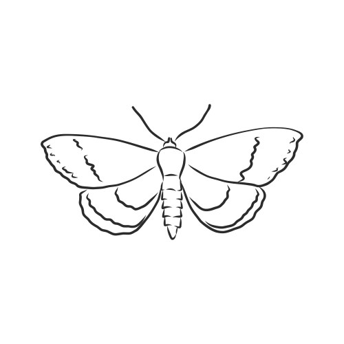 Detailed Moth Sketch Vector Image