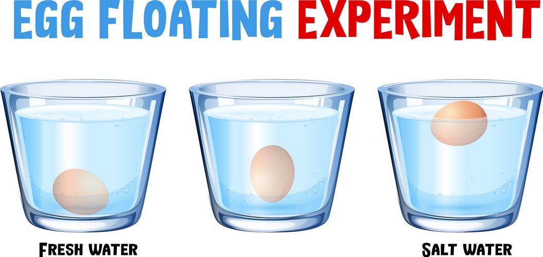 Floating Egg Science Experiment – Royalty-Free Vector | VectorStock