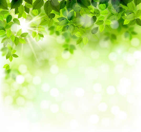 Branch with fresh green leaves Royalty Free Vector Image