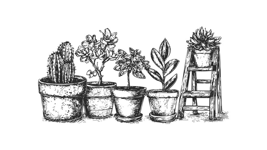 Flowering Cactus on Ladder Vector Image