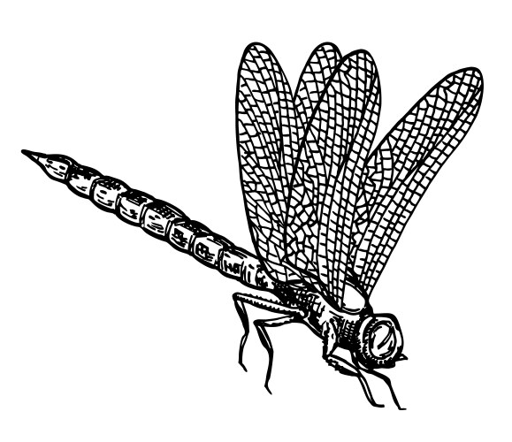 Hand-Drawn Dragonfly Sketch Vector Image