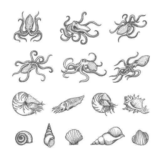 Marine Shell Sketches - Octopus & Cuttlefish Vector Image