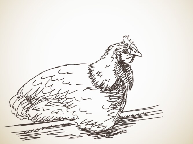 Hen Sketch Vector Image