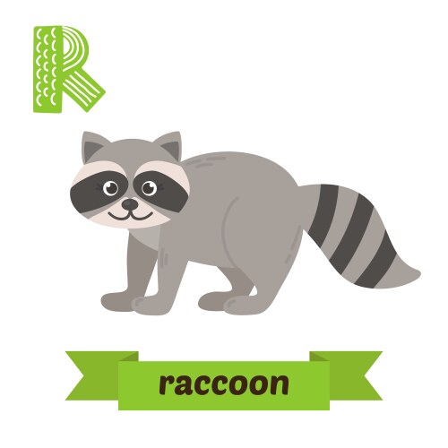 Raccoon r letter cute children animal alphabet Vector Image