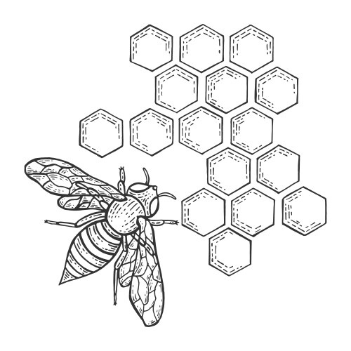 Honeybee & Honeycomb Sketch Vector Image