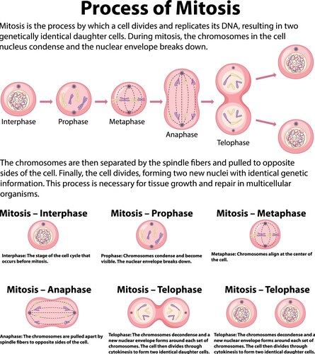 Mitosis Phases: Cell Division Explained – Royalty-Free Vector | VectorStock