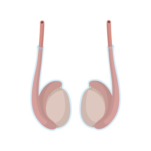 Testicles cartoon icon vector image