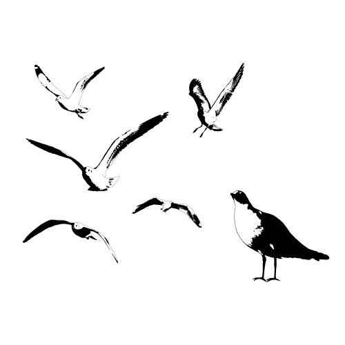 Seagull Sketch Vector Image