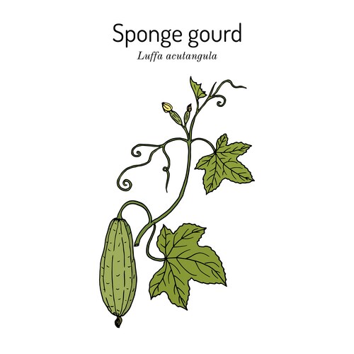 Loofah luffa acutangula or sponge gourd Vector Image