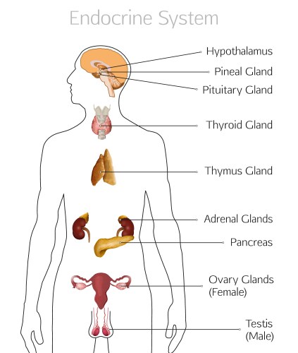Endocrine system Royalty Free Vector Image - VectorStock