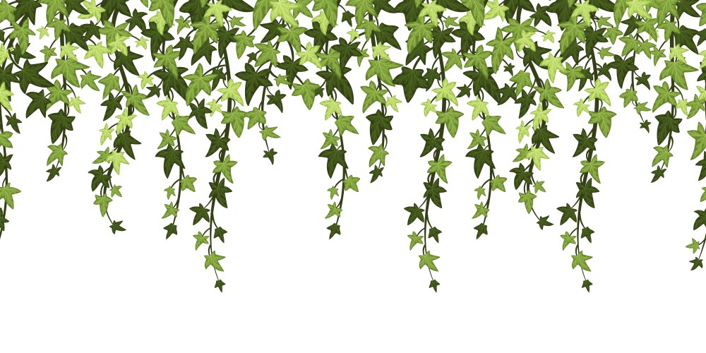 green ivy plant branches background hanging vine vector image