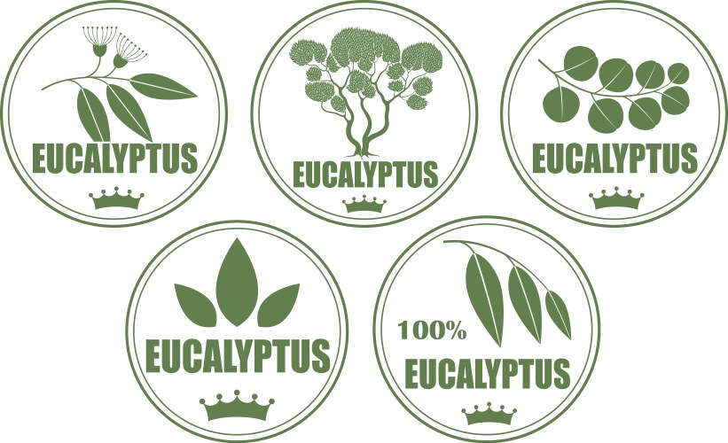 eucalyptus vector image