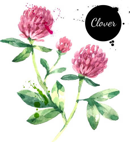 Watercolor Red Clover Flower Sketch Vector Image