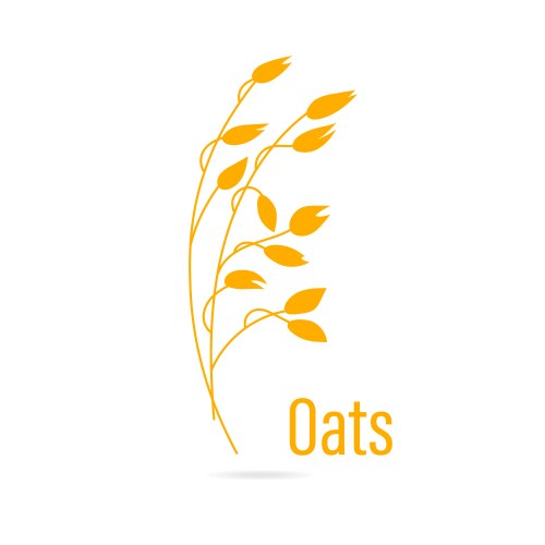 oats cereals grain vector image