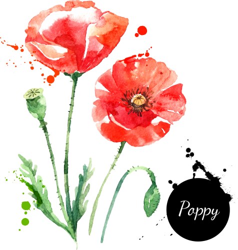 Watercolor Poppy Sketch Vector Image