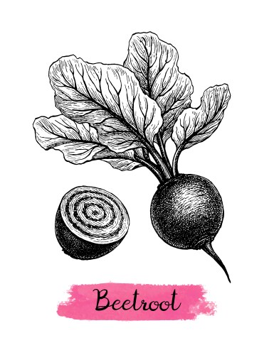 Beetroot plant sketch Royalty Free Vector Image