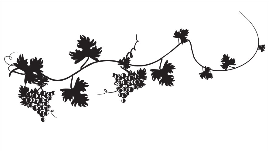 black silhouette of grapes on the vine vector image