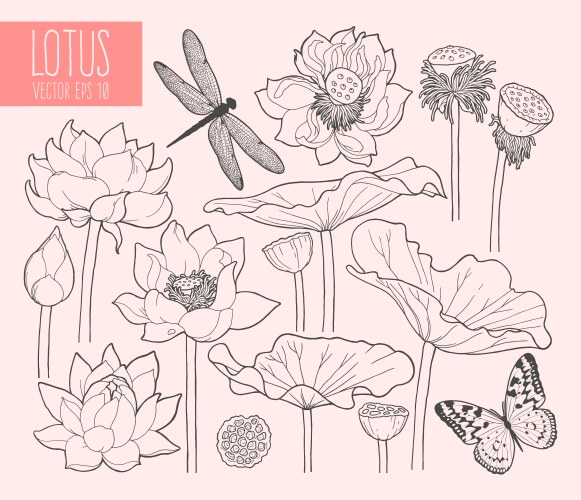 set of lotus flowers and leaves vector