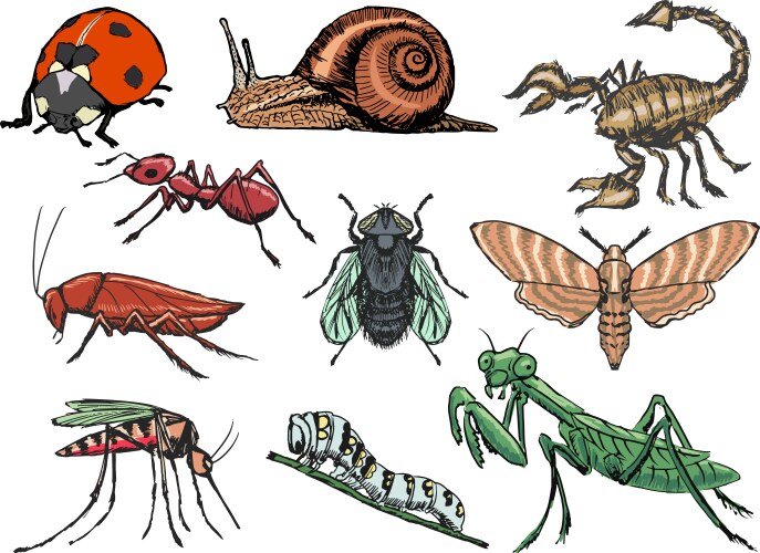 Insect Sketch Collection Vector Image