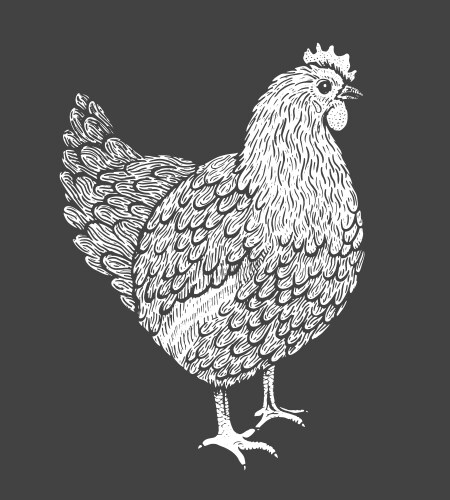 Line Art Hen Sketch Vector Image
