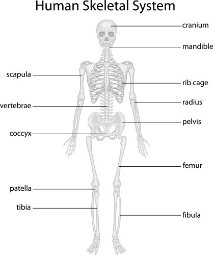 Skeletal system Royalty Free Vector Image - VectorStock