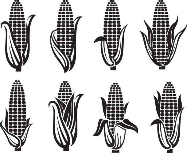 Vector File Corn Corn images set Royalty Free Vector Image - VectorStock