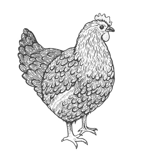 Line Art Hen Sketch Vector Image