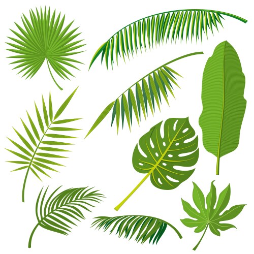 Tropical Palm Leaves Set Vector Image