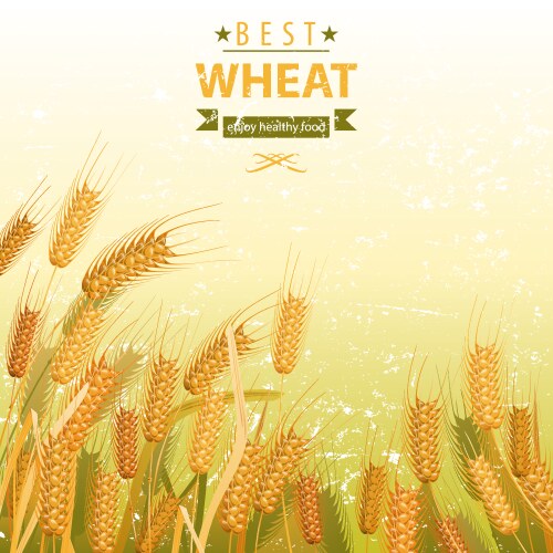 wheat field vector image