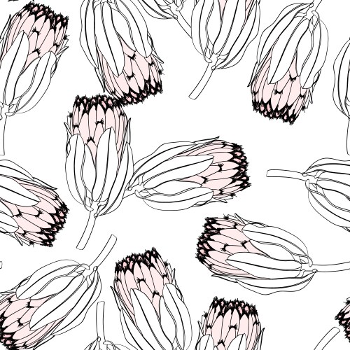 Protea flowers hand drawn Royalty Free Vector Image