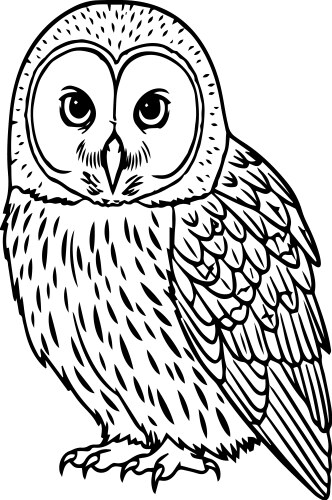 Little owl in black outline style Vector Image
