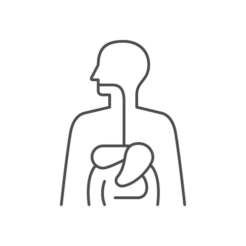 Digestive system line outline icon vector image