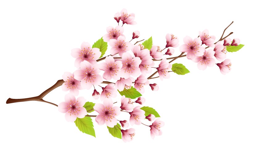 Branch spring blossoming cherry isolated Vector Image