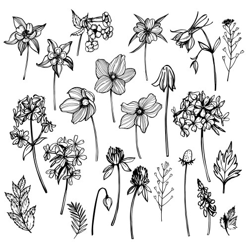 Wildflower Sketch - Botanical Art Vector Image