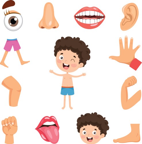 Human body parts Royalty Free Vector Image - VectorStock