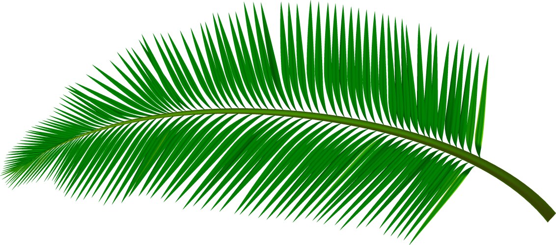 Coconut Leaf Vector Images (over 31,000)