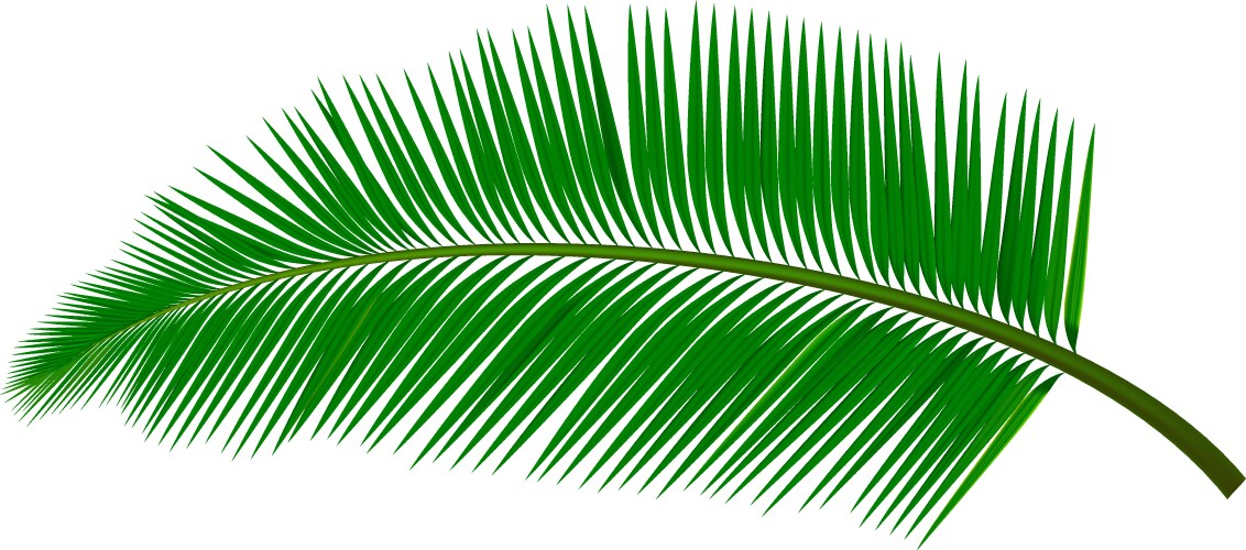 coconut leaf vector image