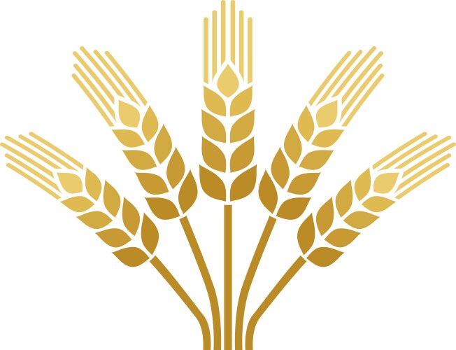 wheat ear icon vector