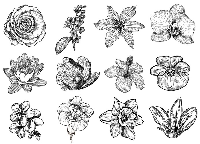 Floral Sketch Collection Vector Image