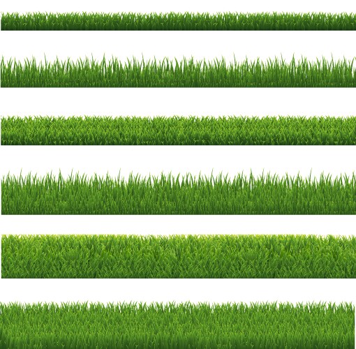 green grass border and white background vector image